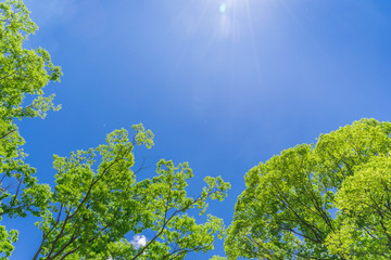 青空と緑　仙台の西公園