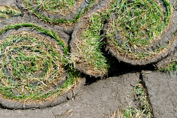 Grass rolls are piled in careless stacks, sod rolls
