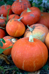 Organic orange pumpkin in the garden Autumn harvest