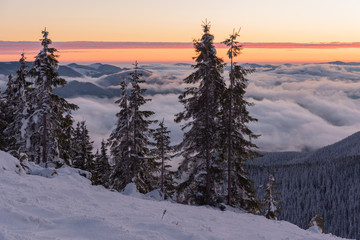 Fototapeta premium Winter landscapes from the Ukrainian Carpathian Mountains with many fogs and snowy slopes of mountains and trees in the frame