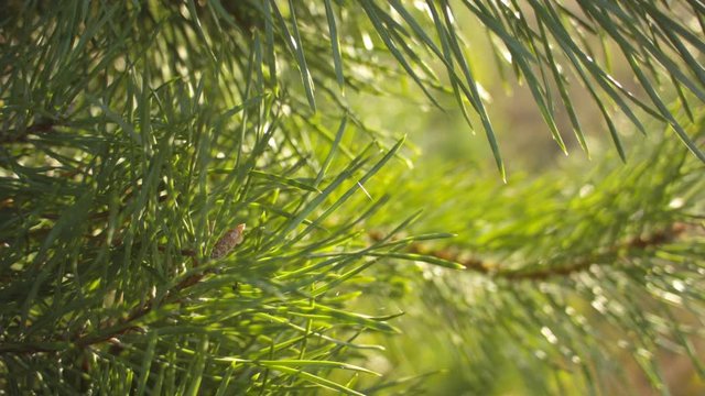 Closeup of fresh pine branches with pine buds on a summer warm day. Recorded in Raw on Blackmagic camera.