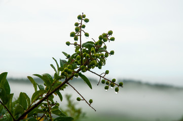 rain drops on green privet berries
