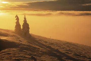 Winter landscapes from the Ukrainian Carpathian Mountains with many fogs and snowy slopes of mountains and trees in the frame