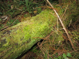  The wealth of Western Siberia