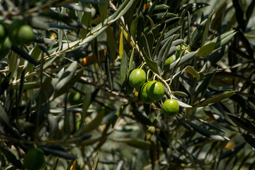 Fototapeta premium Macro view of olive fruit growing on trees with blue clear sky on background. Olive fruits photo set