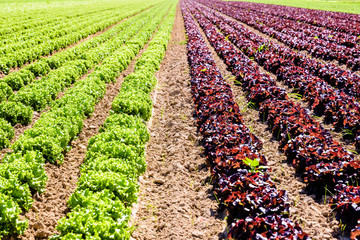Rows of green and red oak leaf lettuce grown in open field under a bright sunshine in the suburbs...
