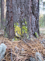  The wealth of Western Siberia