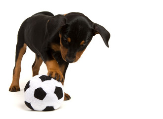 German Pinscher puppy playing