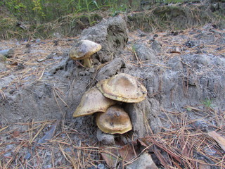  The wealth of Western Siberia