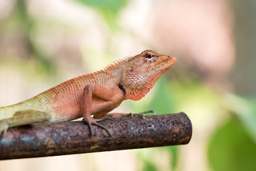 Oriental garden lizard (Calotes versicolor) on railing in farm, Thailand.
