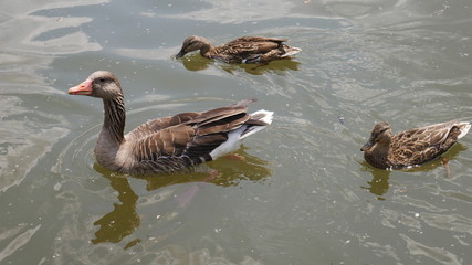 Gans mit Enten