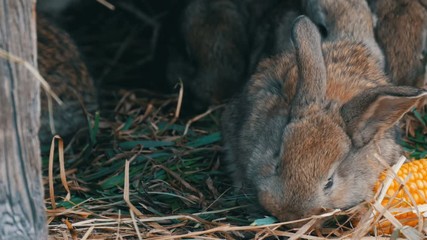 Beautiful funny little young rabbit cubs and their mom eat grass in a cage on the farm.