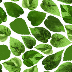 Collection of exotic leaves in green colors