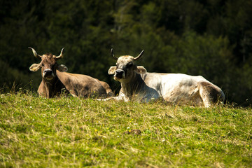 Cows in alpine husbandry during 