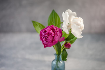 Beautiful peonies in vase on light gray background. Copy space. International Women's Day, Birthday, Mothers Day concept.