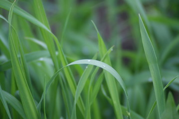 The grass in the dew