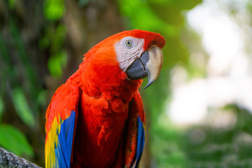 Red Macaw Parrot Is sticking on branches