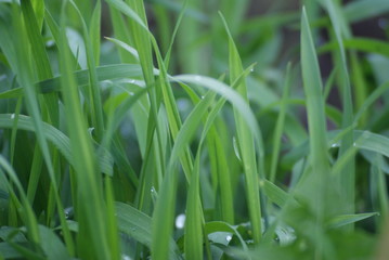 The grass in the dew