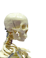Close-Up Of Human skeleton on White Background.