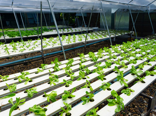 Hydroponics or Hydroculture is the method of growing plants in the nutrients that they need instead of soil.