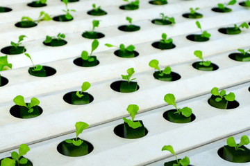 Hydroponics or Hydroculture is the method of growing plants in the nutrients that they need instead of soil.