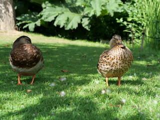 duck on grass