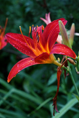 Jaskrawo czerwony kwiat liliowca Hemerocallis z bliska - obrazy, fototapety, plakaty