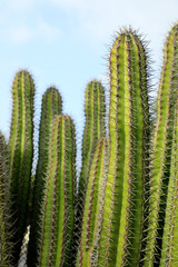 group of textured surface of green cactus flower in Aruba island