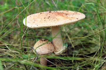 Two wild mushrooms in the grass in the meadow.