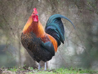A proud wild rooster in colourful coat walking in the Western Springs park in Auckland © Janice
