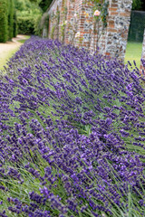 Lavender meadow in the garden