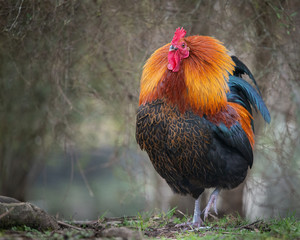 A proud wild rooster with neck feathers up in the Western Springs park