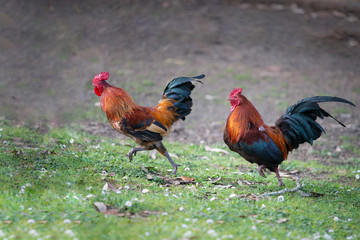 Two colourful wild roosters fighting and chasing each other in the Western Springs park in Auckland