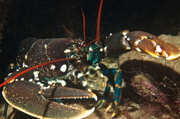Lobster (Homarus gammarus) at the Norwegian coast