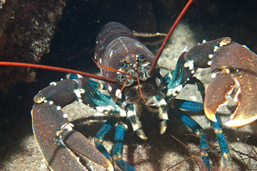 Lobster (Homarus gammarus) at the Norwegian coast