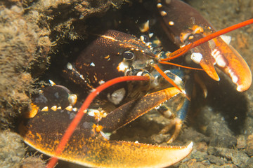 Lobster (Homarus gammarus) at the Norwegian coast