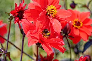 Bee on red flower - Summer garden