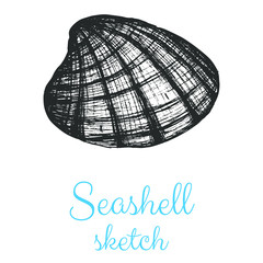 Seashell vector sketch, hand drawn isolated design elements.