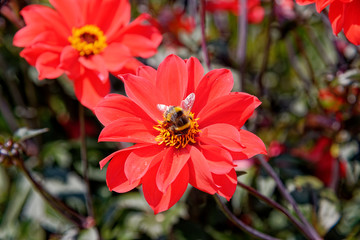 Bee on red flower - Summer garden