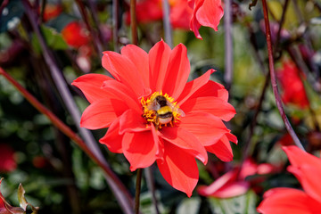 Bee on red flower - Summer garden