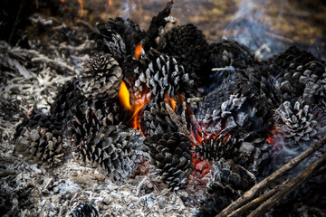 Pine cones crackling in open fire during a cozy camping night, detailed close-up of glowing embers and charred textures in warm natural light.