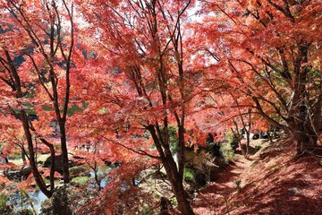 香嵐渓の紅葉