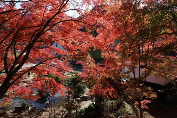 香嵐渓の紅葉