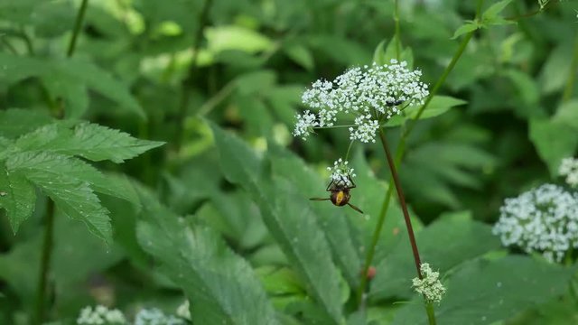 The gadfly eats nectar on a white flower and flies away.