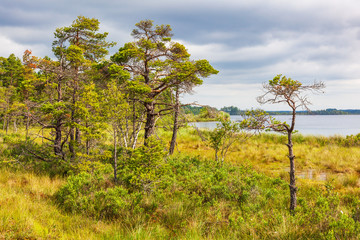 Pine forest on a bog at a lakeshore