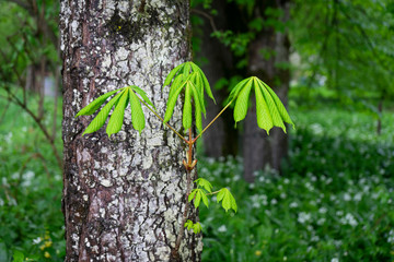 Frühlingsregen mit Kastanie