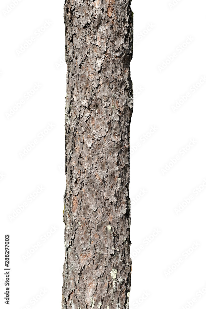 Poster pine tree trunk isolated on white