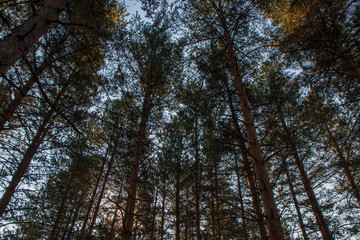 trees in forest