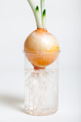 Sprouted onion in transparent glass closeup