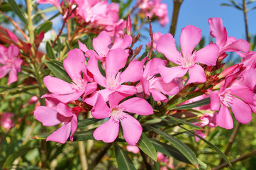 Pink Nerium Oleander in front of a blue sky; Apocynaceae